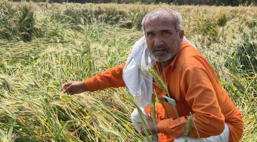 बेमौसम बारिश का कहर: हरियाणा में गेहूं-सारसों बर्बाद, मुआवजे की मांग तेज